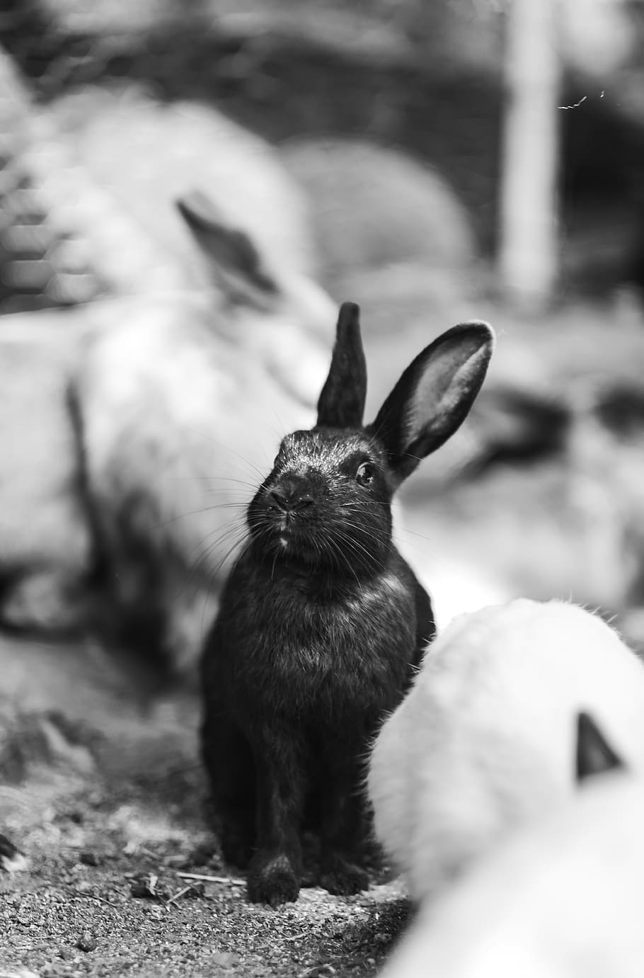 grayscale-photography-of-rabbit.jpg