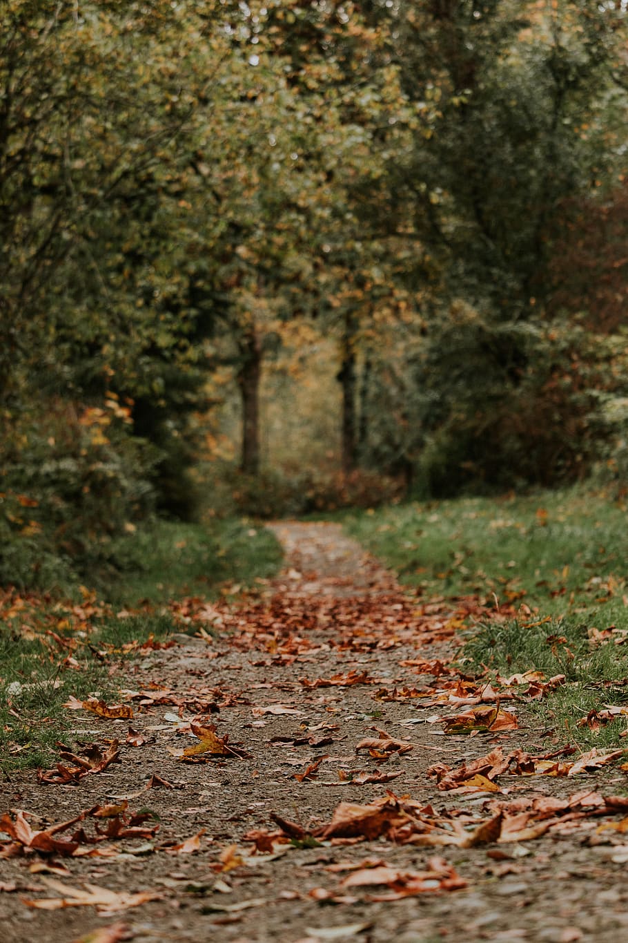 fallen leaves on brown pathway, ground, leaf, tree, plant, washington HD wallpaper