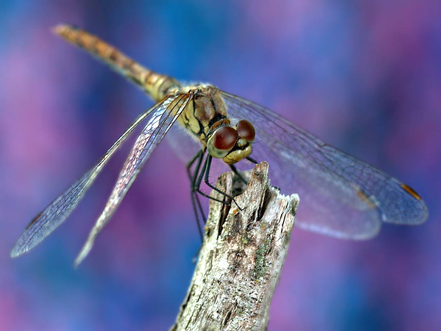 dragonfly, insecta, rest, nature, animal themes, invertebrate HD wallpaper