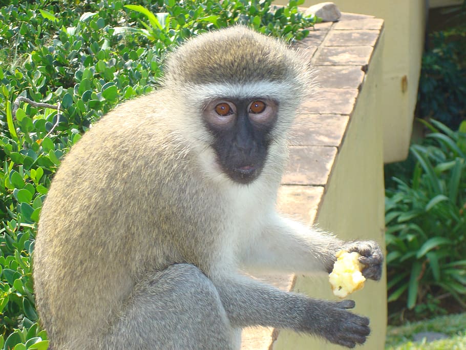 animal wildlife, primate, animals in the wild, one animal, mammal HD wallpaper