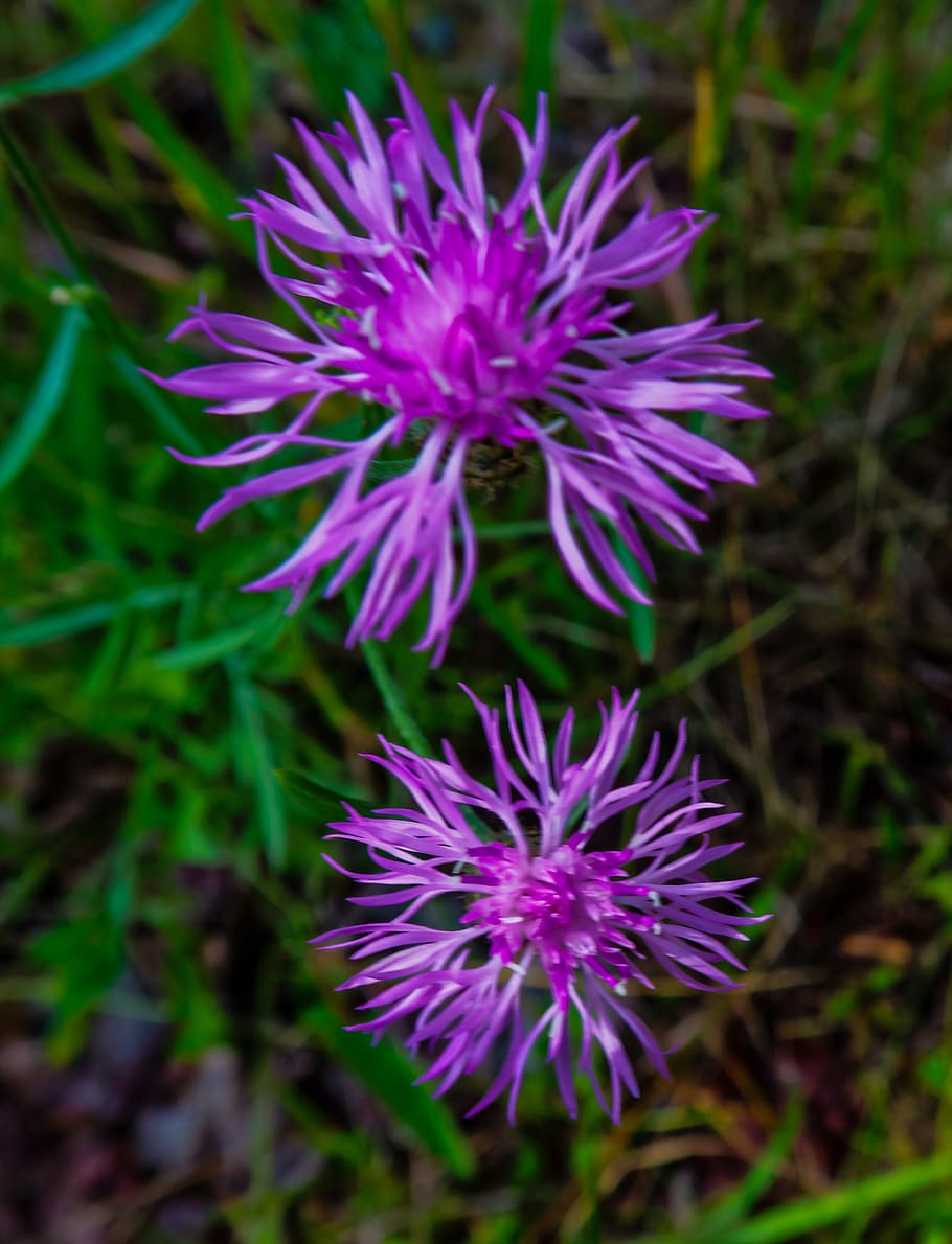 united states, whitefish, flower, flowering plant, vulnerability HD wallpaper