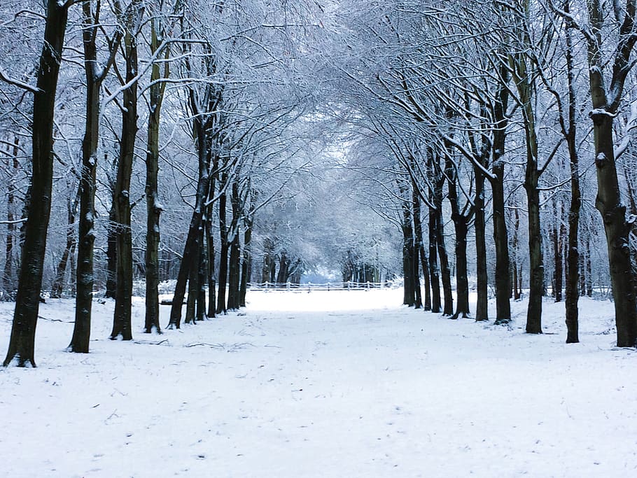 netherlands, heiloo, tree, snow, cold temperature, winter, plant HD wallpaper