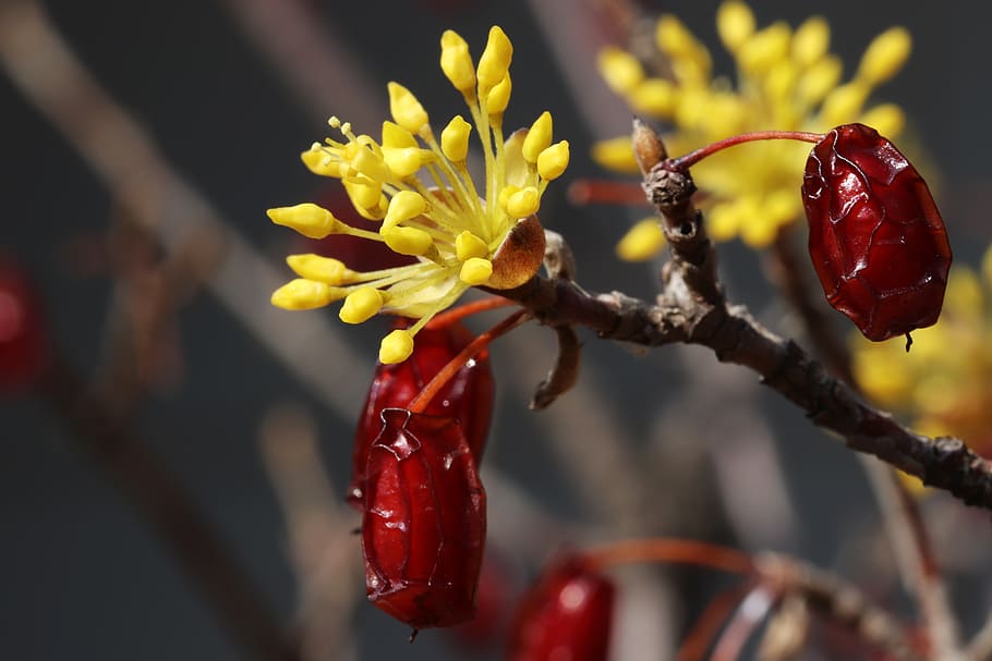 spring, spring flowers, nature, plants, wood, beautiful, garden HD wallpaper