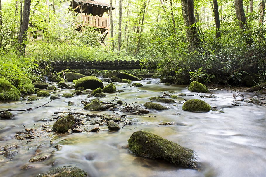 forest, stream, river, north carolina, mountains, plant, tree HD wallpaper