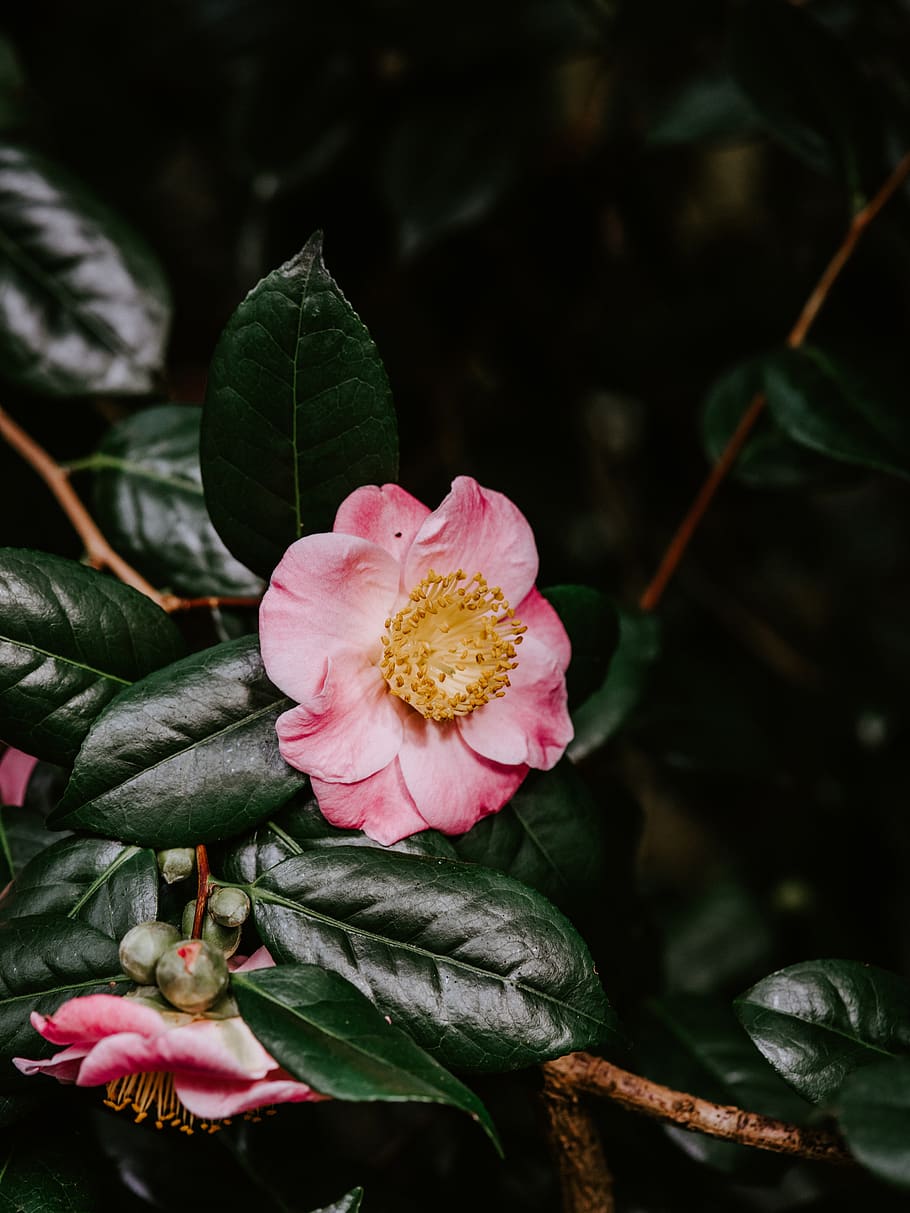 pink petaled flower, plant, flowering plant, beauty in nature HD wallpaper