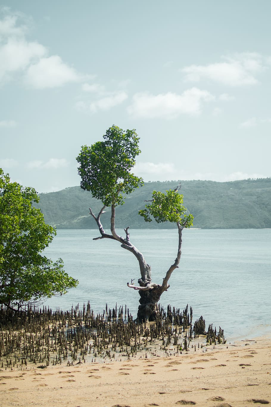 indonesia, lombok, tree, plant, sky, water, tranquil scene HD wallpaper