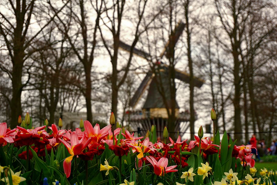 netherlands, lisse, keukenhof, flowers, tulips, windmill, plant, HD wallpaper