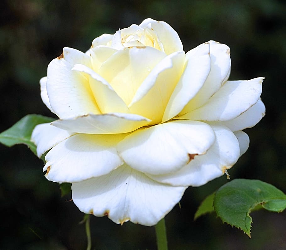 rose, blossom, bloom, white, rose bloom, floribunda, flower HD wallpaper