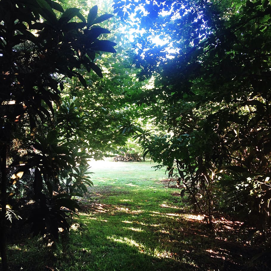 plant, tree, growth, tranquility, beauty in nature, sunlight HD wallpaper