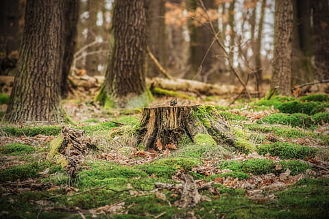 brown wood stump on grass, tree stump, plant, nature, moss, tree trunk HD wallpaper