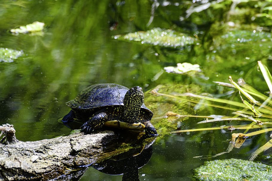 european, marsh turtle, pond, reptile, water creature, panzer HD wallpaper