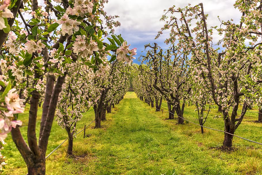 apple, trees, fruit, branch, ripe, orchard, red, nature, healthy HD wallpaper