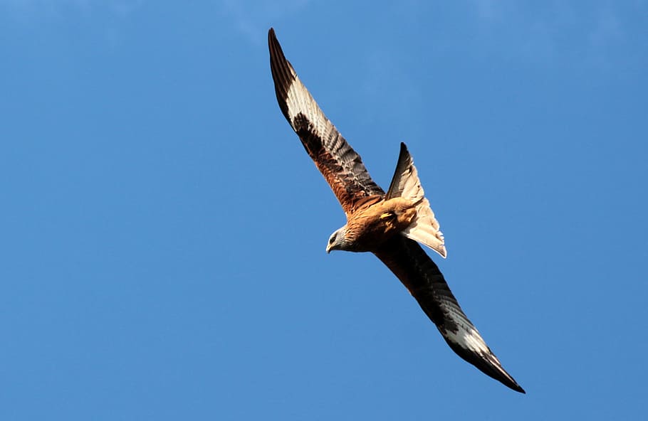 hawk, predator, bird, wings, glide, animal, wild, nature, flying HD wallpaper