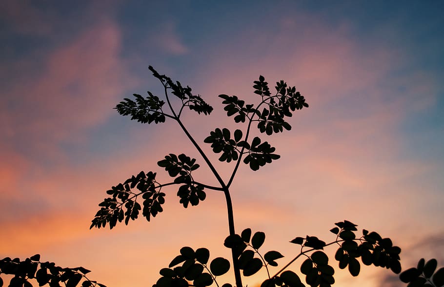sky, sunset, tree, cloud - sky, plant, silhouette, beauty in nature HD wallpaper