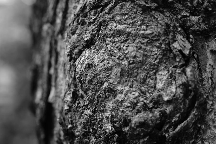 texture, tree, the trunk, close-up, textured, rough, selective focus, HD wallpaper