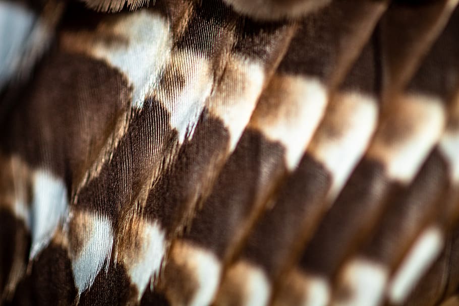 brown and white textile, animal, apparel, clothing, memphis, tn, HD wallpaper