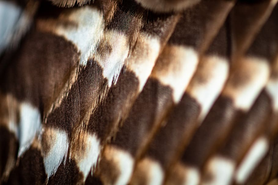 brown and white textile, animal, apparel, clothing, memphis, tn HD wallpaper