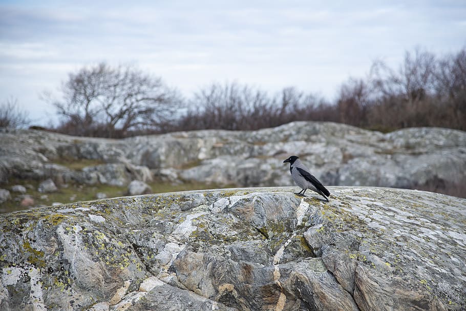 crow, bird, cliffs, coastal, black, animal life, nature, spring HD wallpaper