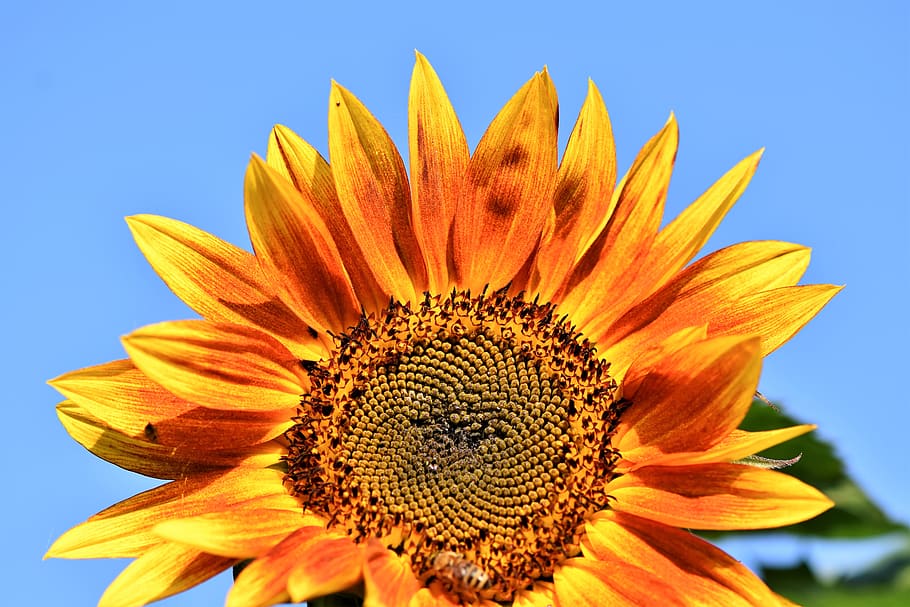 sunflower, petals, bloom, blossom, flora, field, sunflower field HD wallpaper