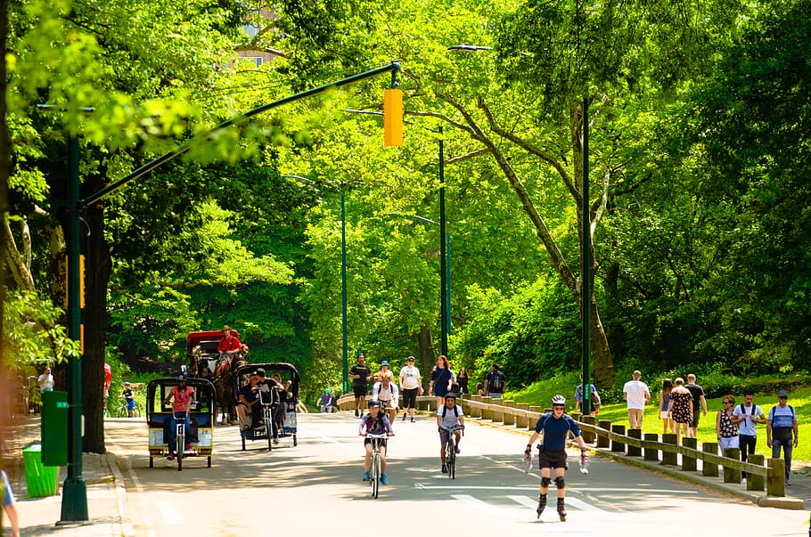 new york city, central park, united states of america, summer