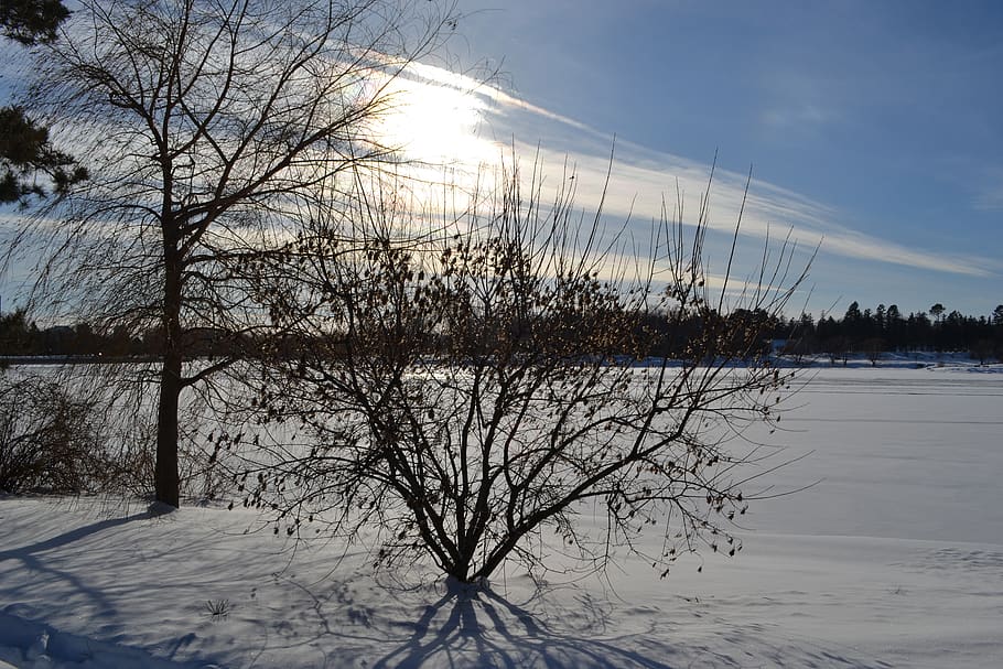 canada, ottawa, dow's lake, cold temperature, snow, tree, winter HD wallpaper