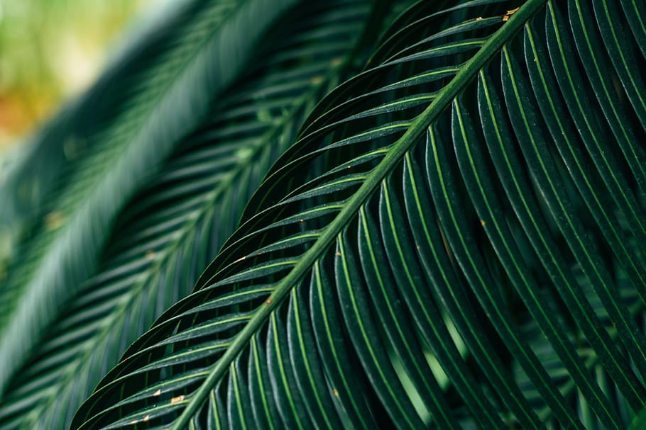 green-leafed palm tees, plant, animal, bird, flower, blossom HD wallpaper