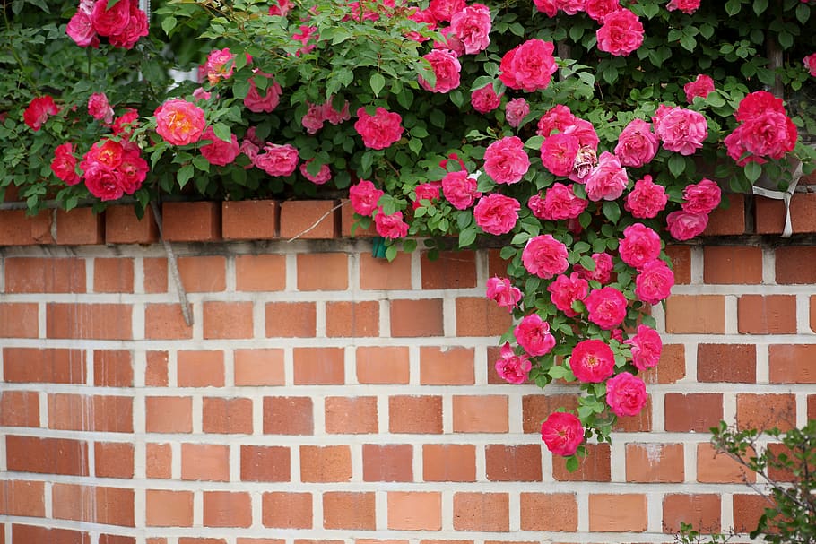 flowers, brick, plants, wall, vine, flowering plant, architecture, HD wallpaper