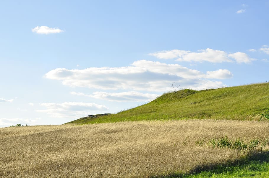 nature, tree, the environment, scenery, meadows, summer, the background HD wallpaper