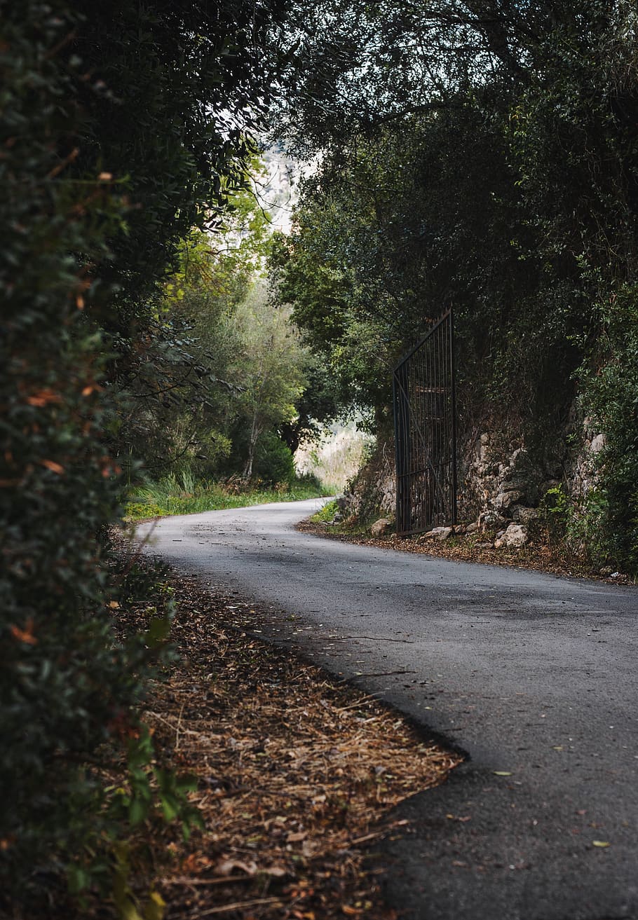 empty road during daytime, tree, plant, direction, the way forward HD wallpaper