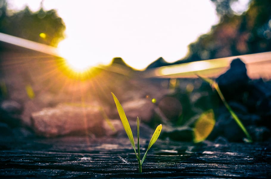 railroad, tree, growth, sunlight, rocks, dark, plant, nature HD wallpaper