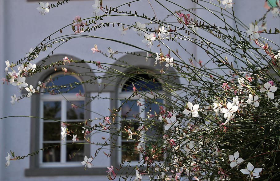 window, bow, delicate, flowers, architecture, facade, thin HD wallpaper