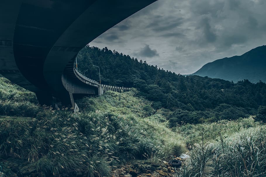 gray concrete bridge beside trees, road, way, plant, nature, fir HD wallpaper