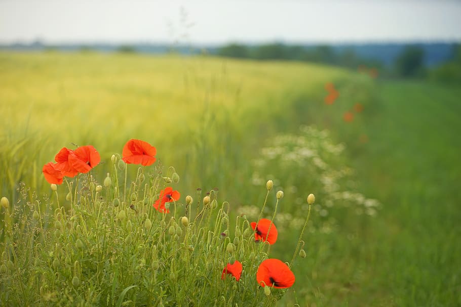 poppy, field, meadow, flower, grass, summer, nature, rural HD wallpaper