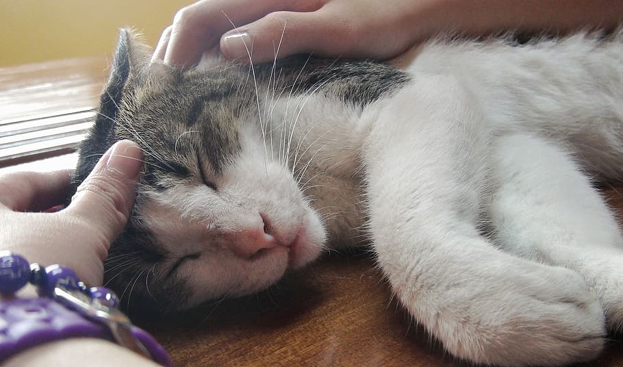 philippines, kitty, cute, sleep, sleeping, caress, cat, pilipinas HD wallpaper