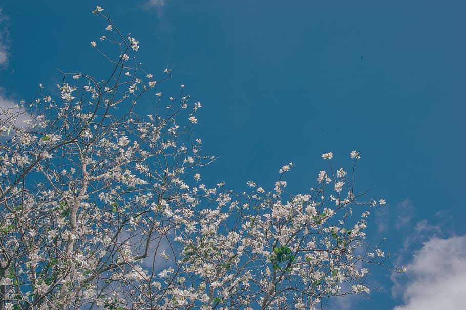 sky, flowers, nature, bloom, summer, blossom, yellow, blue HD wallpaper