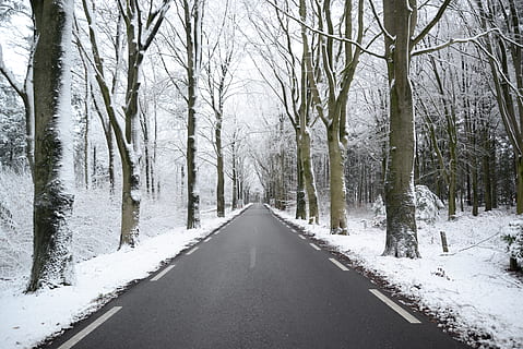 Scenic View of the Forest during Winter, asphalt, branches, cold HD wallpaper