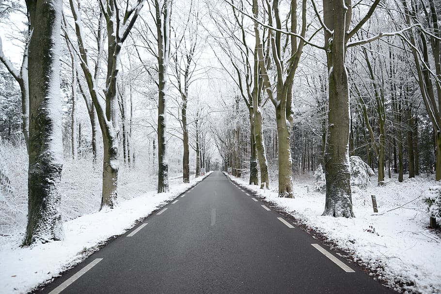 Scenic View of the Forest during Winter, asphalt, branches, cold HD wallpaper