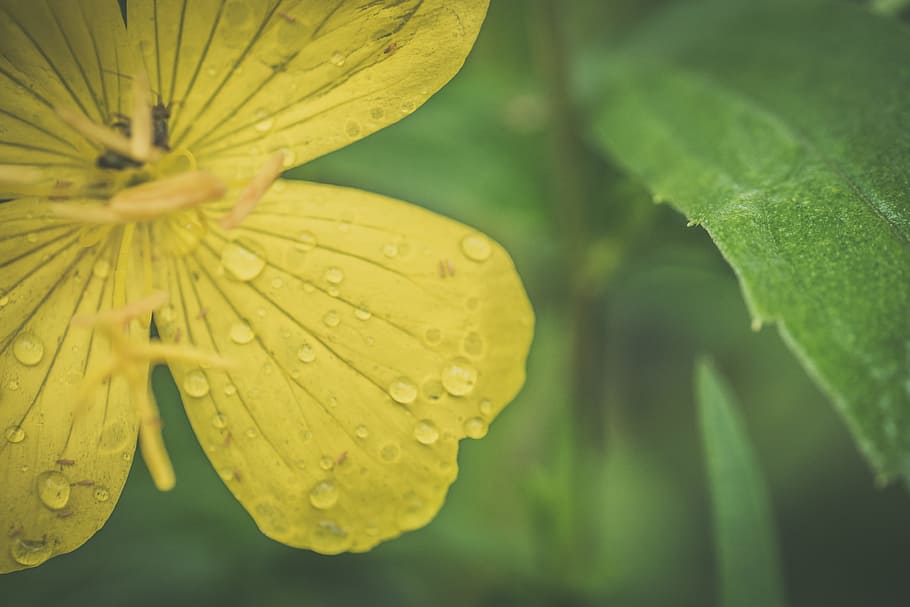 Close-up Photo Of Yellow Flower, bloom, blossom, dew, flora, plant HD wallpaper
