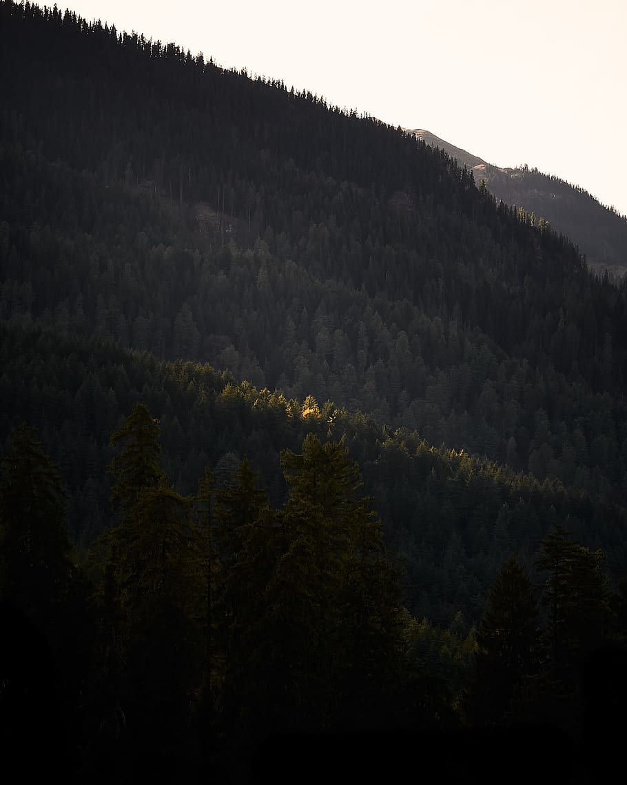 thick green trees covering the mountain slope, plant, beauty in nature HD wallpaper