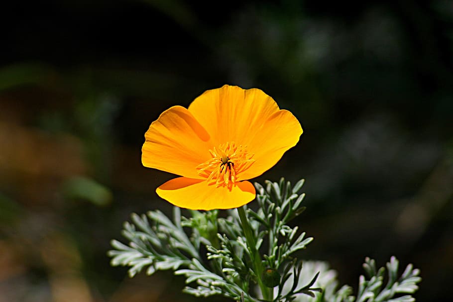 yellow petaled flower, plant, geranium, blossom, pollen, leaf HD wallpaper
