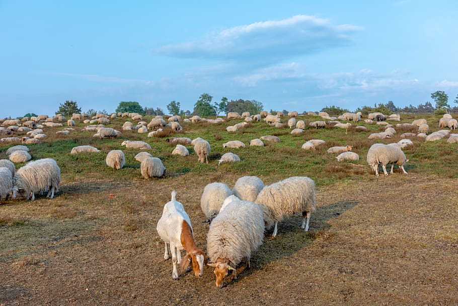sheep, herd, heide, cattle, landscape, nature, browser, livestock HD wallpaper