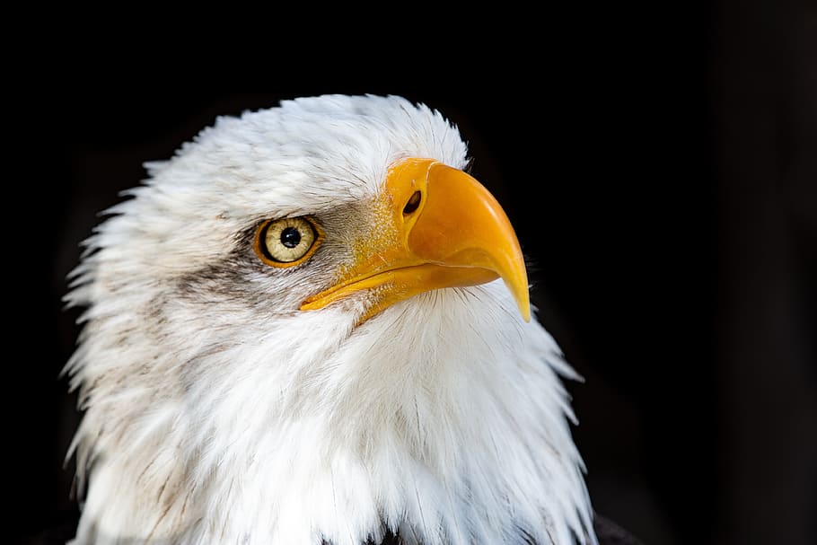 adler, raptor, bald eagle, close up, bird of prey, animal, animal themes HD wallpaper