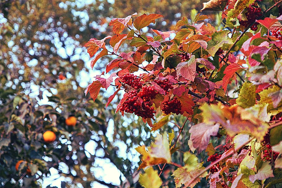autumn, осень, ягоды, красный, боке, листья, HD wallpaper