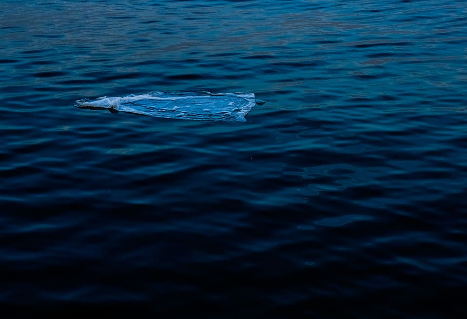 sea, water, rippled, no people, one animal, waterfront, vertebrate HD wallpaper