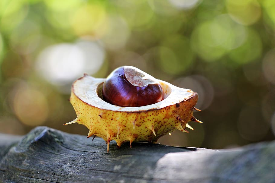 Sliced Yellow Spikey Fruit on Wood Log, background, blur, chestnut HD wallpaper