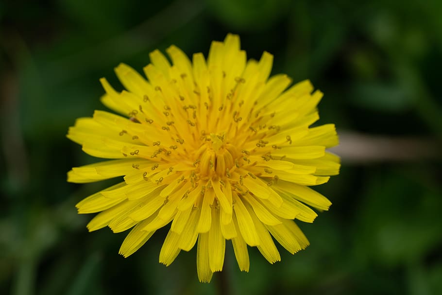 dandelion, grass, weed, nature, spring, flower, yellow, flowering plant HD wallpaper
