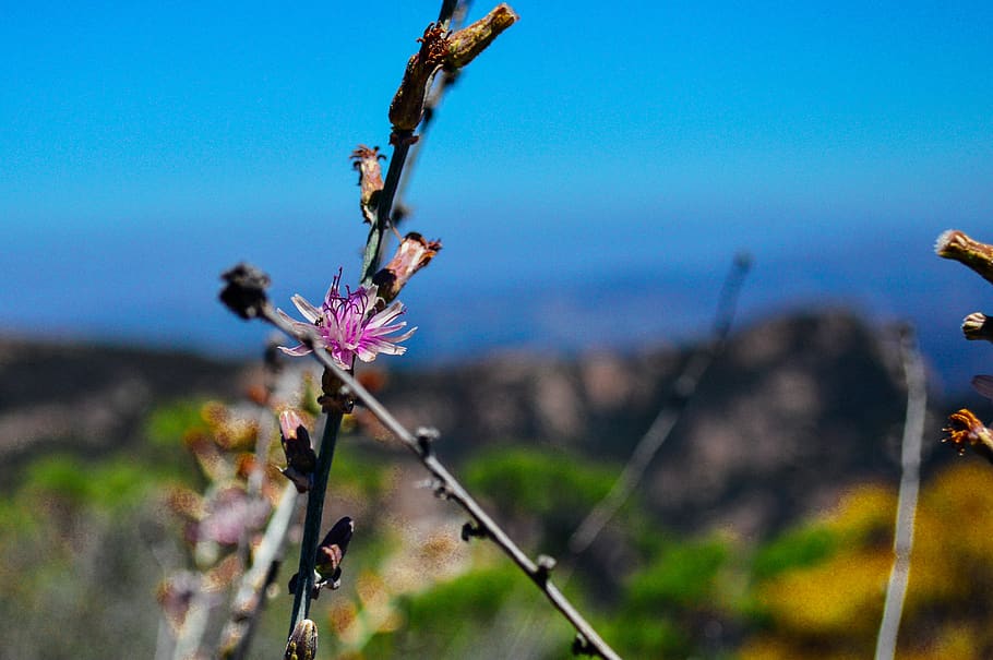 flower, flowering plant, fragility, beauty in nature, vulnerability HD wallpaper