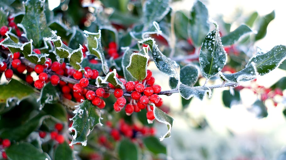 holly, berries, winter, christmas, evergreen, advent, fruit, HD wallpaper