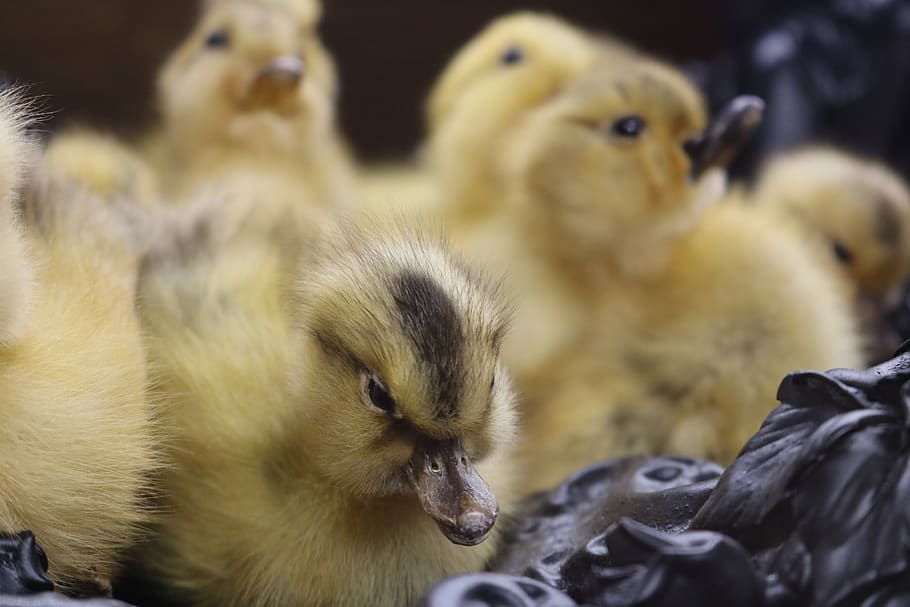 yellow ducklings, bird, animal, beak, waterfowl, chick, hatchlings HD wallpaper