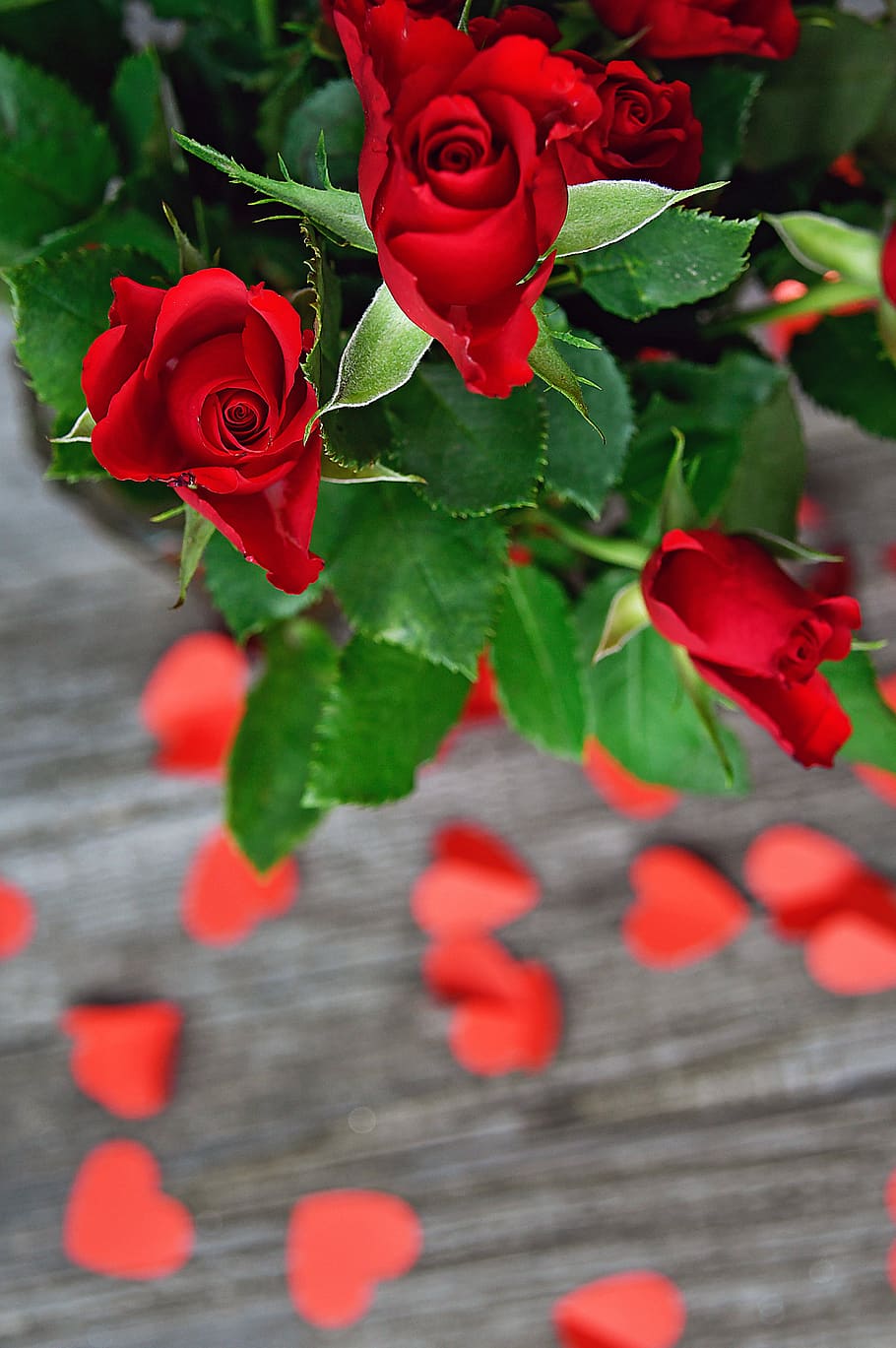 HD wallpaper: rose, valentine's, valentine's day, romantic ...
